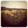 Tournesols