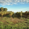 Vignoble sur les hauteurs de Lablachère (07)