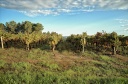 Vignoble sur les hauteurs de Lablachère (07)