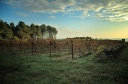 Vignoble sur les hauteurs de Lablachère (07)