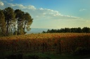 Vignoble sur les hauteurs de Lablachère (07)