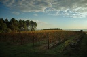 Vignoble sur les hauteurs de Lablachère (07)