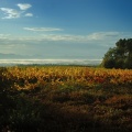 Vignoble sur les hauteurs de Lablachère (07)