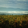 Vignoble sur les hauteurs de Lablachère (07)