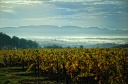 Vignoble sur les hauteurs de Lablachère (07)