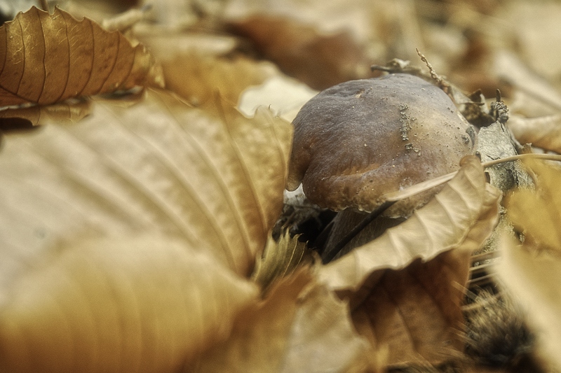 Automne05.jpg